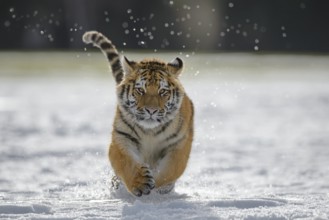 Siberian tiger (Panthera tigris altaica) juvenile running in snow, captive, Moravia, Czech Republic