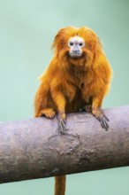 Golden lion tamarin (Leontopithecus rosalia), climbing on a tree, captive, Germany