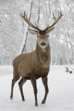 Red deer (Cervus elaphus) in winter, Arnsberg Forest, North Rhine-Westphalia, Germany