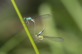 Great-tailed Damselfly (Ischnura elegans) pair mating, mating wheel, Hesse, Germany