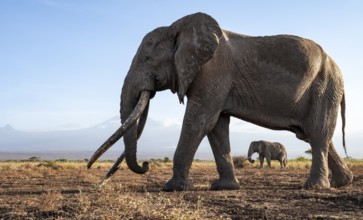 African elephant (Loxodonta africana) with Kilimanjaro, the famous Super Tusker elephant Craig, old