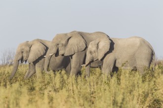 African Bush Elephants (Loxodonta africana), Etosha National Park, Namibia
