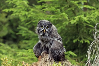 Great grey owl (Strix nebulosa), adult on lookout, Kasselburg Vulkaneifel, Germany
