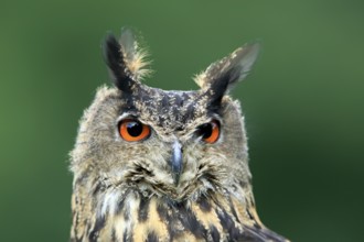 Eurasian Eagle-owl (Bubo bubo), adult, captive, Eifel, Rhineland-Palatinate, Germany