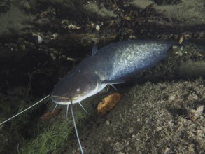 A catfish (Silurus glanis), Waller, resting under rocks in an underwater environment. Dive site