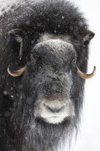 Musk ox (Ovibos moschatus) (C), in the snow at Ranua Wildlife Park, Lapland, Finland
