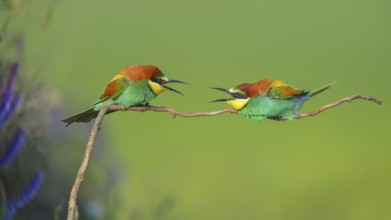 European bee-eaters (Merops apiaster), two males fighting over perch, turf war, Kiskunság National