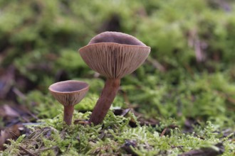 Scurfy Deceiver mushroom (Laccaria proxima), fruiting bodies, Hesse, Germany