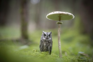 Eurasian Scops Owl (Otus scops) captive, Bavaria, Germany