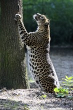 Sri Lanka Leopard (Panthera pardus kotiya), adult, tree trunk, sharpening claws, Sri Lanka
