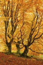Gnarled old beech trees in the Hutewald forest in autumn in full autumn colour, Hutewald Halloh,
