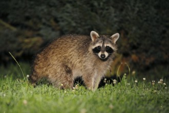 Raccoon (Procyon lotor) at night, Hesse, Germany