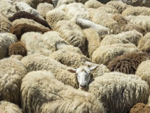 Flock of sheep, Brez, Cantabria, Spain