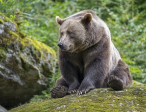 Brown bear (Ursus arctos) sitting on a rock covered with moss, captive, Bavarian Forest National