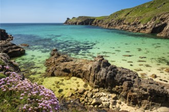 Coastal landscape. sandy beach beach and rocks in Nanjizal Bay or Nanjizal Beach. Beach carnations