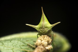 Treehopper (Alchisme grossa) guarding eggs, Amazon Rainforest, Copalinga, Zamora Province, Ecuador