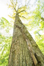 View from below of a large tree trunk surrounded by green foliage in the forest, forest pasture