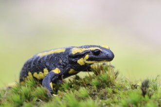 Fire Salamander (Salamandra salamandra) walking over moss, Germany