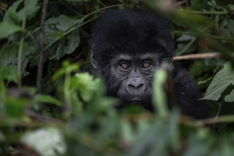 Mountain gorilla (Gorilla berengei berengei), Bwindi Impenetrable National Park, Uganda
