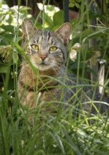 Tabby cat (Felis Catus) sitting behind tall grass surrounded by plants, Neunkirchen, Lower Austria,
