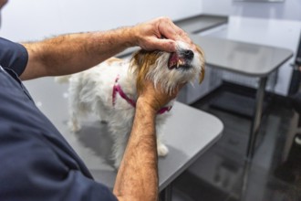 Veterinarian checking teeth of jack russell terrier dog during medical examination in veterinary