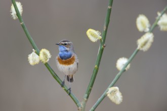 Bluethroat (Luscinia svecica), Emsland, Lower Saxony, Germany
