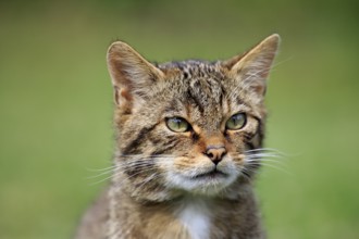 European Wildcat (Felis silvestris silvestris), adult, Surrey, England, United Kingdom