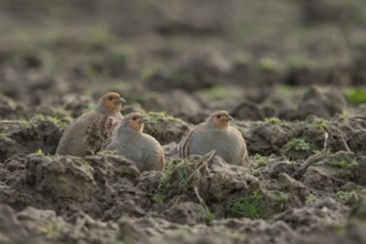 Grey Partridge (Perdix perdix) group, North Rhine-Westphalia, Germany