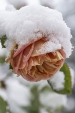 Shrub roses (Rosa) in the snow, Emsland, Lower Saxony, Germany