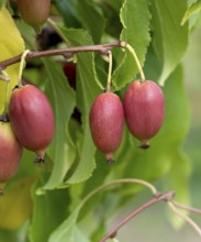 KiwiBeere (Actinidia 'Red Jumbo')