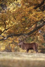 Red deer (Cervus elaphus) adult male stag in a woodland in autumn, England, United Kingdom