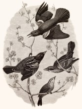 Der Gemeine Star, Sturnus vulgaris, auch bekannt als Europäischer Star