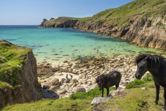 Free-roaming ponies in Nanjizal Bay or Nanjizal Beach. St Just, Penzance, Cornwall, England, Great