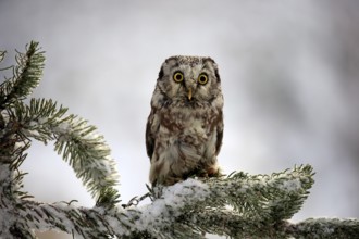 Tengmalm's owl (Aegolius funereus), adult on tree in winter, attentive, Zdarske Vrchy,
