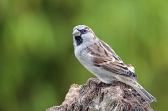 House Sparrow (Passer domesticus) male, Lower Saxony, Germany
