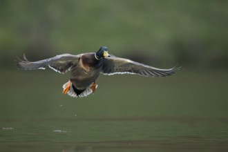Mallard (Anas platyrhynchos) male flying, North Rhine-Westphalia, Germany