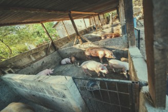 Pigs in a home pig farm. View of beautiful home pigs in a pig farm