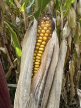 Ripe corn corn cob with visible yellow corn kernels of maize Corn plant (Zea mays), Germany