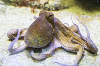 Common octopus (Octopus vulgaris) swimming under water, captive, Germany