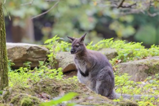 A red-necked wallaby or Bennett's wallaby (Macropus rufogriseus) sits in the green thicket between