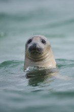 Grey seal (Halichoerus grypus) looking out of the water while swimming in the sea, Düne, Helgoland,