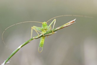 Grasshopper (Orthoptera) on blade of grass, Saxony-Anhalt, Germany