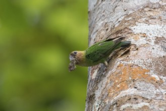 Buff-faced Pygmy Parrot (Micropsitta pusio) perched on tree trunk with tree bark in beak, West