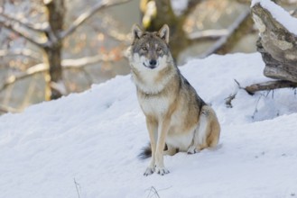An adult female grey wolf (Canis lupus lupus) sits on the sloping, snow-covered meadow at the edge