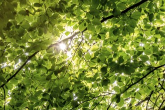 Sunbeams shining through leaves and branches of a beech tree, sculpture park, Humlebæk, Nivå Bugt,