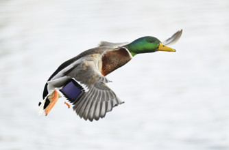 Mallard (Anas platyrhynchos), drake in flight, Lake Zug, Canton Zug, Switzerland