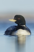 Yellow-billed Loon (Gavia adamsii) feeding on a small pond on the tundra in Northern Alaska
