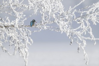 Kingfisher (Alcedo atthis) on its perch, Schlitters, Tyrol, Austria