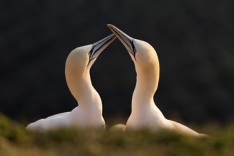 Northern Gannet (Sula bassana), courtship, breeding season, Schleswig-Holstein, Heligoland, Germany