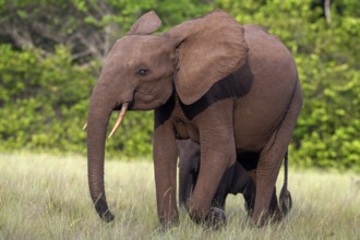 African forest elephant (Loxodonta cyclotis) in a clearing in Loango National Park, Parc National